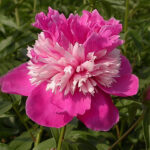 Paeonia lactiflora 'Celebrity' 2L Luktpion