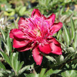 Paeonia lactiflora 'Charles Burgess' 2L Luktpion