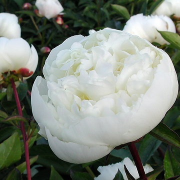 Paeonia lactiflora 'Duchesse de Nemours' 2L Luktpion