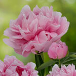 Paeonia lactiflora 'Early Flamingo' 2L Luktpion