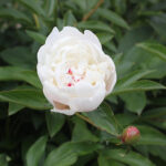 Paeonia lactiflora 'Festiva Maxima' 2L Luktpion