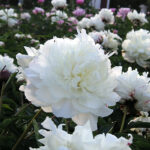 Paeonia lactiflora 'Festiva Maxima' 2L Luktpion