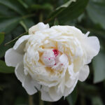 Paeonia lactiflora 'Festiva Maxima' 2L Luktpion