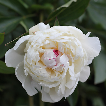 Paeonia lactiflora 'Festiva Maxima' 2L Luktpion