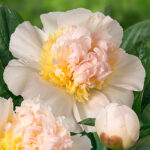 Paeonia lactiflora 'Honey Gold' 2L Luktpion