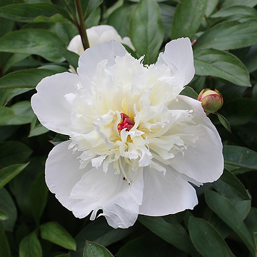 Paeonia lactiflora 'Immaculèe' 2L Luktpion