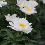 Paeonia lactiflora 'Jan van Leeuwen' 4L Luktpion