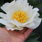 Paeonia lactiflora 'Jan van Leeuwen' 4L Luktpion
