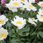 Paeonia lactiflora 'Jan van Leeuwen' 4L Luktpion