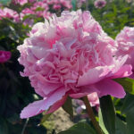 Paeonia lactiflora 'Lady Anna' 2L NY Luktpion