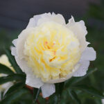 Paeonia lactiflora 'Laura Dessert' 2L Luktpion