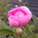 Paeonia lactiflora 'Nymphe' 2L Luktpion