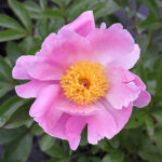 Paeonia lactiflora 'Nymphe' 2L Luktpion