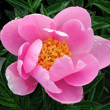Paeonia lactiflora 'Nymphe' 2L Luktpion