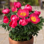 Paeonia lactiflora 'Oslo' 2L Luktpion