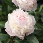 Paeonia lactiflora 'Pecher' 2L Luktpion