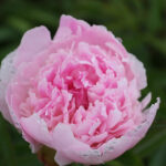 Paeonia lactiflora 'Pecher' 2L Luktpion