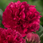 Paeonia lactiflora 'Red Magic' 2L Luktpion