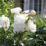 Paeonia lactiflora 'Shirley Temple' 2L Luktpion
