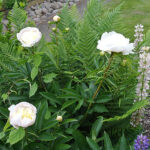 Paeonia lactiflora 'Shirley Temple' 2L Luktpion