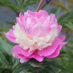 Paeonia lactiflora 'Sorbet' 2L Luktpion