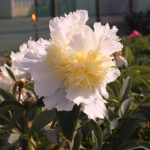 Paeonia lactiflora 'Top Brass' 2L Luktpion