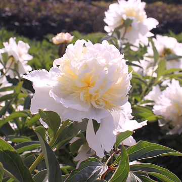 Paeonia lactiflora 'Top Brass' 2L Luktpion