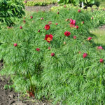 Paeonia tenuifolia 2L Dillpion