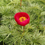 Paeonia tenuifolia 2L Dillpion