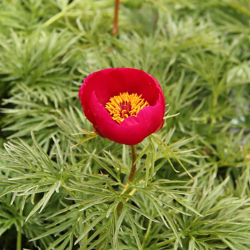 Paeonia tenuifolia 2L Dillpion