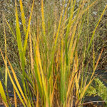 Panicum virgatum 'Dallas Blues' 2L Jungfruhirs