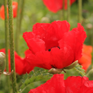 Papaver Orientale-Gr. 'Beauty of Livermere' Jättevallmo