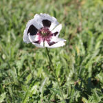 Papaver Orientale-Gr. 'Black and White' Jättevallmo