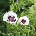 Papaver Orientale-Gr. 'Black and White' Jättevallmo