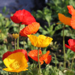 Papaver nudicaule 'Gartenzwerg' Sibirisk vallmo