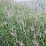 Pennisetum alopecuroides 'Hameln' Lampborstgräs