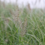 Pennisetum alopecuroides 'Hameln' Lampborstgräs