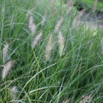 Pennisetum alopecuroides 'Hameln' Lampborstgräs