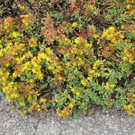 Phedimus floriferus 'Weihenstephaner Gold' Smaragdfetblad