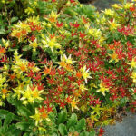 Phedimus floriferus 'Weihenstephaner Gold' Smaragdfetblad