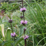 Phlomoides tuberosa 'Amazone' Röd lejonsvans