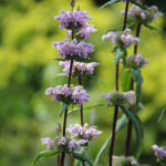 Phlomoides tuberosa 'Amazone' Röd lejonsvans