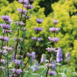 Phlomoides tuberosa 'Amazone' Röd lejonsvans