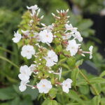 Phlox carolina 'Mrs Lingard' Knutflox
