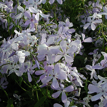 Phlox divaricata 'Clouds of Perfume' Blåflox