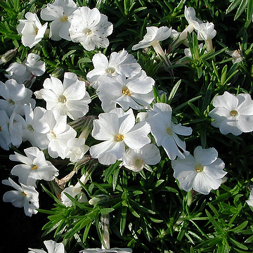 Phlox douglasii 'White Admiral' Kuddflox