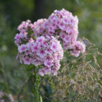 Phlox paniculata 'Bright Eyes' Höstflox