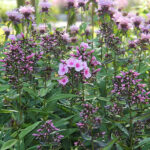 Phlox paniculata 'Bright Eyes' Höstflox
