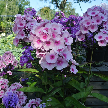 Phlox paniculata 'Bright Eyes' Höstflox