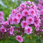 Phlox paniculata 'Morfar Albert' GK Höstflox